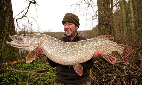 in fisherman pike videos.